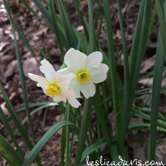Small Daffodil