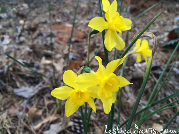 Small Daffodil